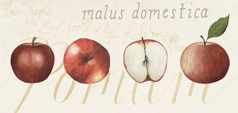 Pryus Fruit Collection C