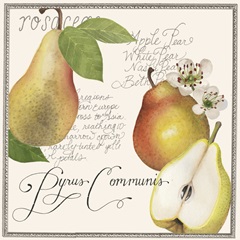 Pryus Fruit Collection G