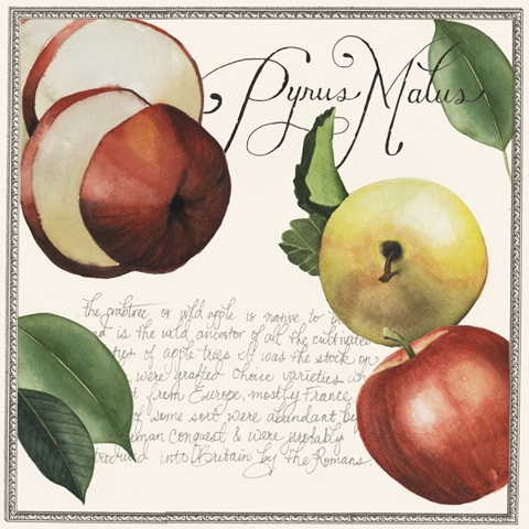 Pryus Fruit Collection H
