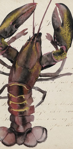 Sea Creatures Collection B