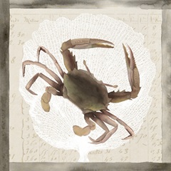 Sea Creatures Collection E