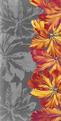Tulip Portrait Collection B