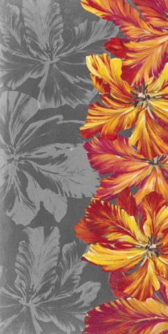 Tulip Portrait Collection B