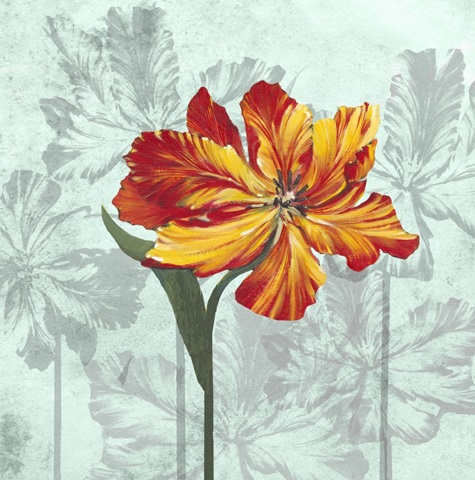 Tulip Portrait Collection C