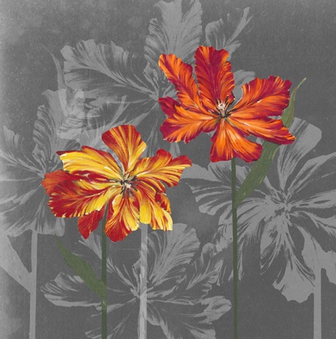 Tulip Portrait Collection D