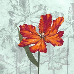 Tulip Portrait Collection E
