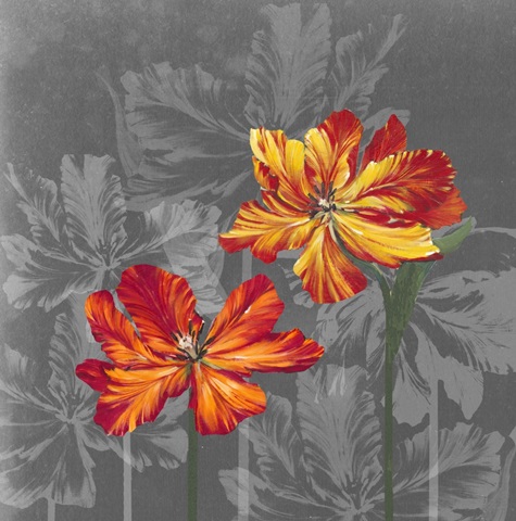 Tulip Portrait Collection F