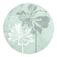 Tulip Portrait Collection G