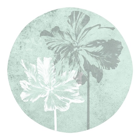 Tulip Portrait Collection G