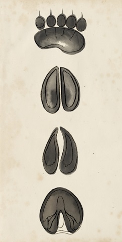 Watercolor Animals Collection B