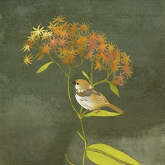 Birding Collection C