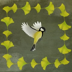 Birding Collection D