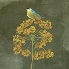 Birding Collection E