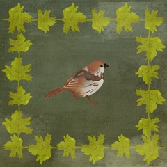 Birding Collection F