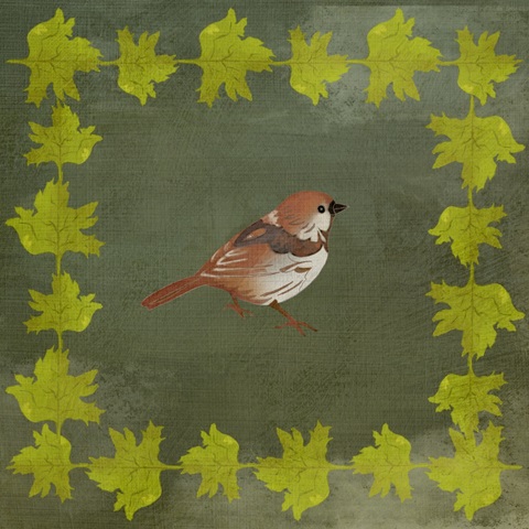 Birding Collection F