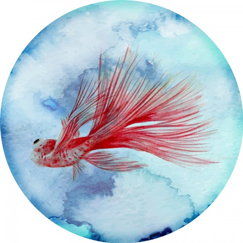 Elegant Fish Collection F