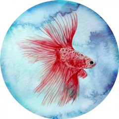 Elegant Fish Collection G