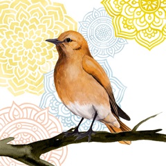 Fly Free Collection F