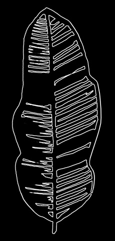 Hibiscus Dance Collection B