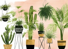 Indoor Oasis Collection A