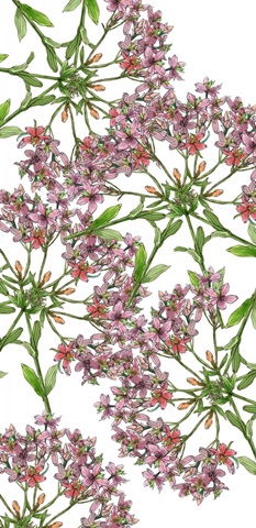 Marshmallow Flower Collection B