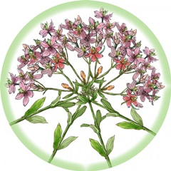 Marshmallow Flower Collection E