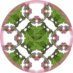 Marshmallow Flower Collection F