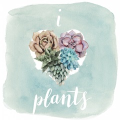 Succulent Love Collection A