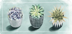 Succulent Love Collection C