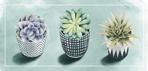 Succulent Love Collection C
