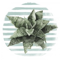 Succulent Love Collection E