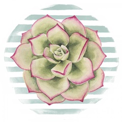 Succulent Love Collection F