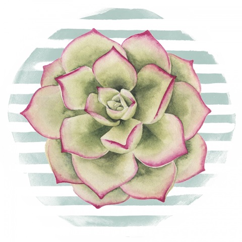 Succulent Love Collection F