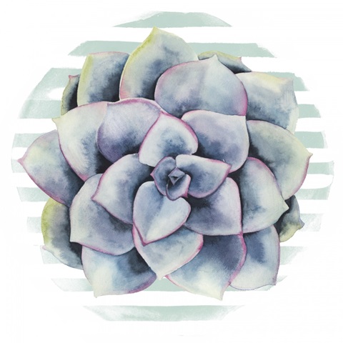 Succulent Love Collection G