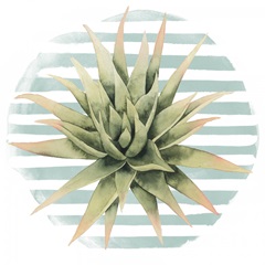 Succulent Love Collection H