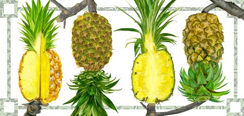 Toucan Tropical Collection C