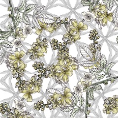 Yarrow Flower Collection A