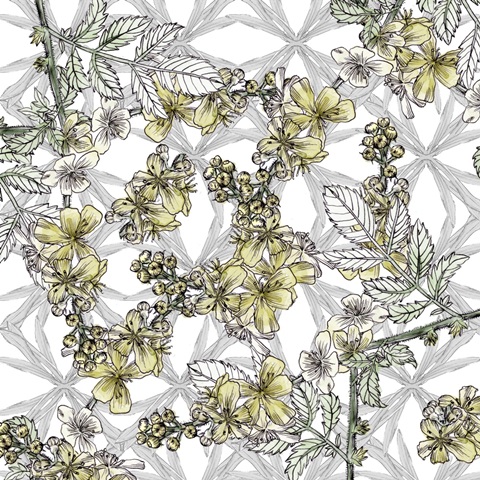 Yarrow Flower Collection A