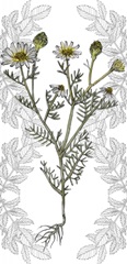 Yarrow Flower Collection B