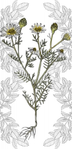 Yarrow Flower Collection B