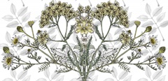Yarrow Flower Collection C