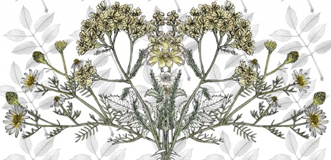 Yarrow Flower Collection C