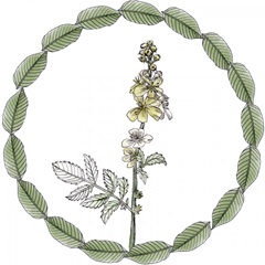 Yarrow Flower Collection E