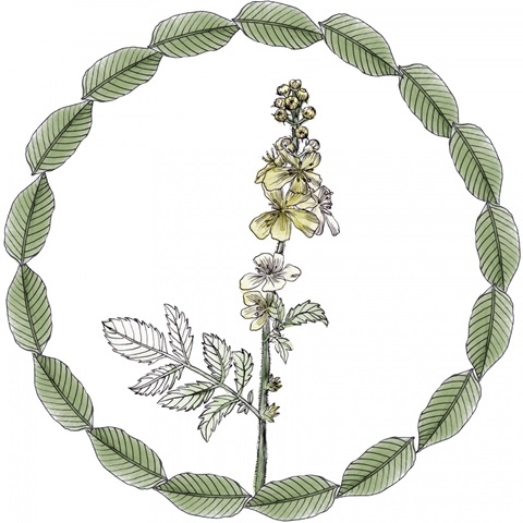 Yarrow Flower Collection E