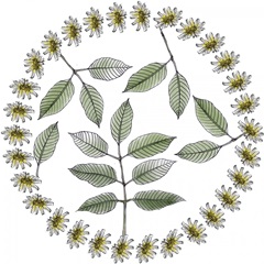 Yarrow Flower Collection F