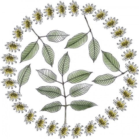 Yarrow Flower Collection F