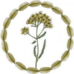 Yarrow Flower Collection G