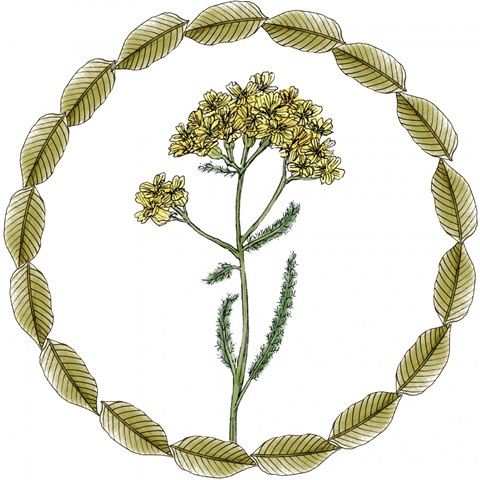 Yarrow Flower Collection G
