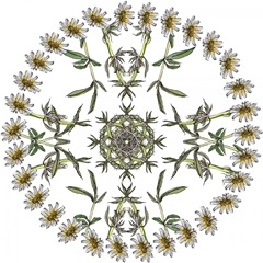 Yarrow Flower Collection H