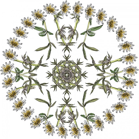 Yarrow Flower Collection H